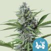 CBD Fast Eddy Automatic