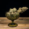 Royal Queen Seeds Green Gelato Automatic feminizovaná autoflowering