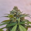 Royal Queen Seeds Green Crack Punch feminizovaná 1