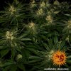 Barney´s Farm Gorilla Zkittlez feminizovaná