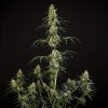 Royal Queen Seeds Hulkberry Automatic feminizovaná autoflowering 2