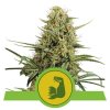 Royal Queen Seeds Hulkberry Automatic feminizovaná autoflowering