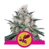 Royal Queen Seeds Honey Cream Fast feminizovaná