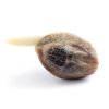 Royal Queen Seeds Honey Cream Fast feminizovaná 1