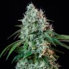 Royal Queen Seeds Hulkberry feminizovaná 1
