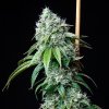 Royal Queen Seeds Hulkberry feminizovaná 2