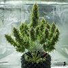 Royal Queen Seeds Royal Jack Automatic feminizovaná autoflowering 1