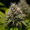 Royal Queen Seeds Kali Dog feminizovaná 1