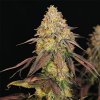 Royal Queen Seeds Legendary Punch feminizovaná 1