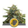 Royal Queen Seeds Mango Crunch regulérní