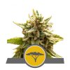 Royal Queen Seeds Marula Fruit regulérní