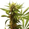Royal Queen Seeds Northern Light feminizovaná 2