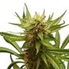 Royal Queen Seeds Northern Light feminizovaná 1