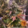 Barney´s Farm Laughing Buddha feminizovaná