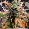 Barney´s Farm Laughing Buddha feminizovaná