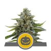 Royal Queen Seeds Pumpkin Kush regulérní