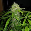 Royal Queen Seeds Royal Dwarf feminizovaná autoflowering 1