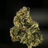Royal Queen Seeds Royal Dwarf feminizovaná autoflowering 2