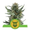 Royal Queen Seeds Royal Dwarf feminizovaná autoflowering