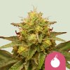 Royal Domina Fem
