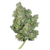 Royal Queen Seeds Royal Gorilla Auto feminizovaná autoflowering 2