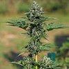 Royal Queen Seeds Royal Gorilla Auto feminizovaná autoflowering 3