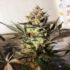 Royal Queen Seeds Royal Highness feminizovaná 1