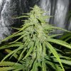 Royal Queen Seeds Royal Highness feminizovaná 2