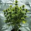Royal Queen Seeds Royal Haze Automatic feminizovaná autoflowering 1