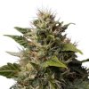 Royal Queen Seeds Royal Moby feminizovaná 1