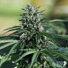 Royal Queen Seeds Royal Cookies Auto feminizovaná autoflowering 1