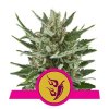 Royal Queen Seeds Speedy Chile feminizovaná