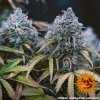 Barney´s Farm LSD Auto feminizovaná autoflowering