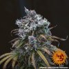 Barney´s Farm LSD Auto feminizovaná autoflowering