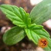 Barney´s Farm LSD Auto feminizovaná autoflowering