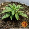 Barney´s Farm LSD Auto feminizovaná autoflowering