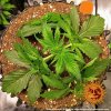 Barney´s Farm LSD Auto feminizovaná autoflowering