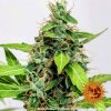Barney´s Farm LSD Auto feminizovaná autoflowering