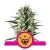 Royal Queen Seeds Special Kush #1 feminizovaná