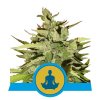 Royal Queen Seeds Stress Killer Automatic feminizovaná autoflowering