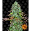 Barney´s Farm LSD Auto feminizovaná autoflowering