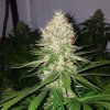 Royal Queen Seeds Shining Silver Haze feminizovaná 1