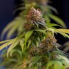 Royal Queen Seeds Shining Silver Haze feminizovaná 2