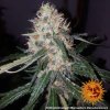Barney´s Farm L.S.D. feminizovaná
