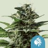 CBD Tatanka Pure