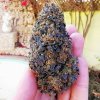Royal Queen Seeds Wedding Gelato feminizovaná 2