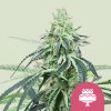 Wedding gelato fem