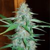 Royal Queen Seeds White Widow feminizovaná 1