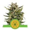 Royal Queen Seeds White Widow Automatic feminizovaná autoflowering