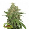 Seedstockers AK420 Auto feminizovaná autoflowering